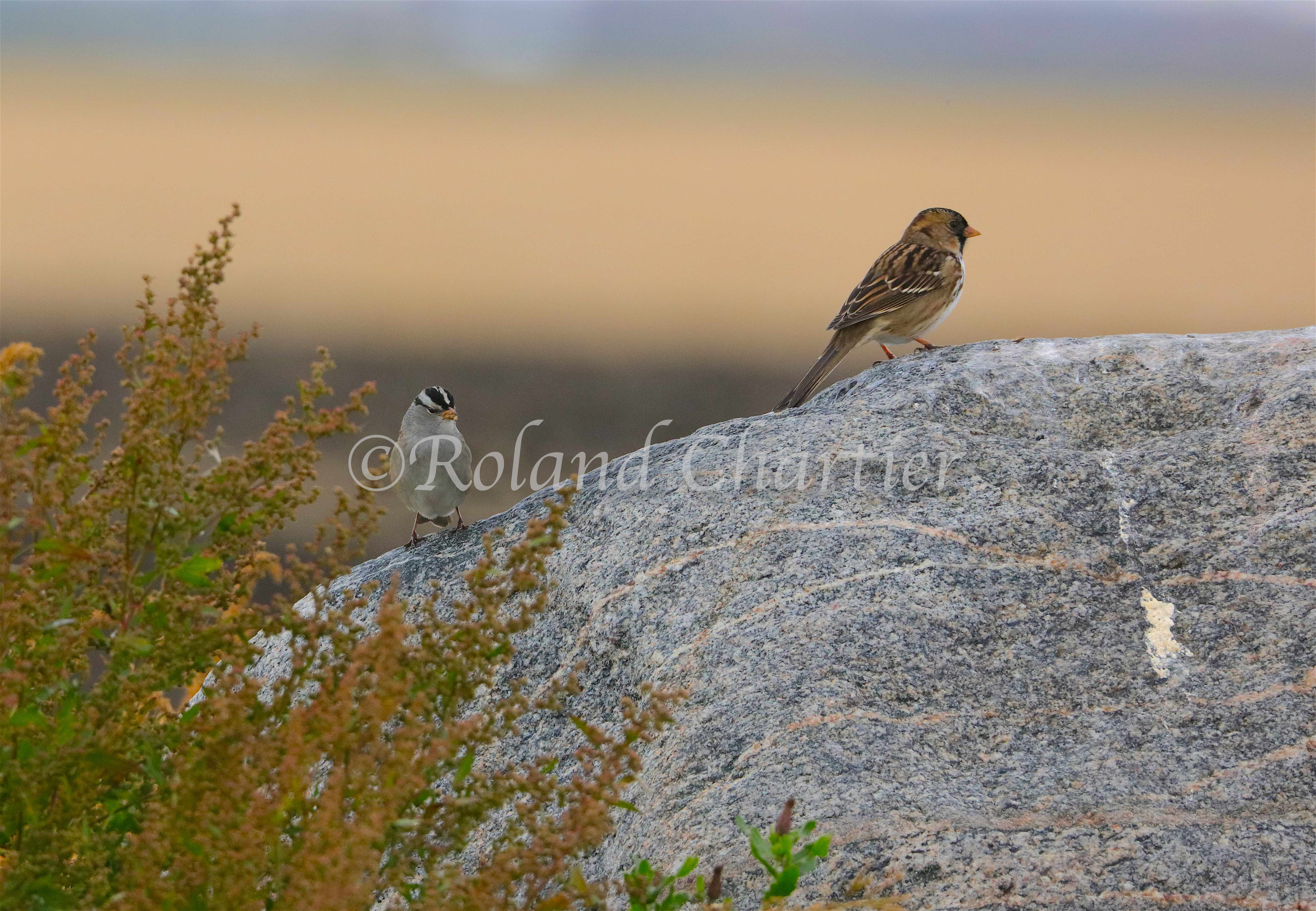 A pair of sparrows standing on a rock.